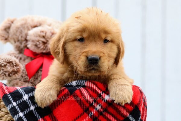 Image of Angel, a Golden Retriever puppy