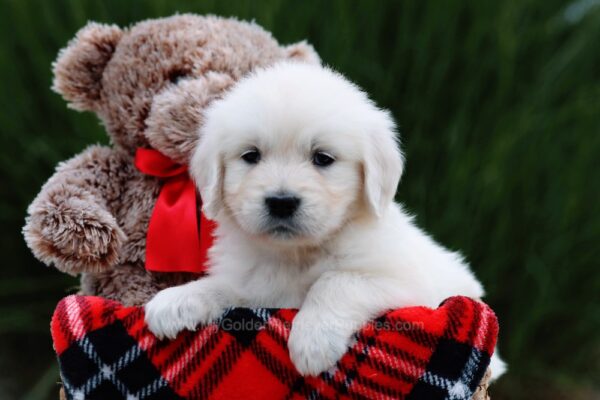 Image of Angela, a Golden Retriever puppy