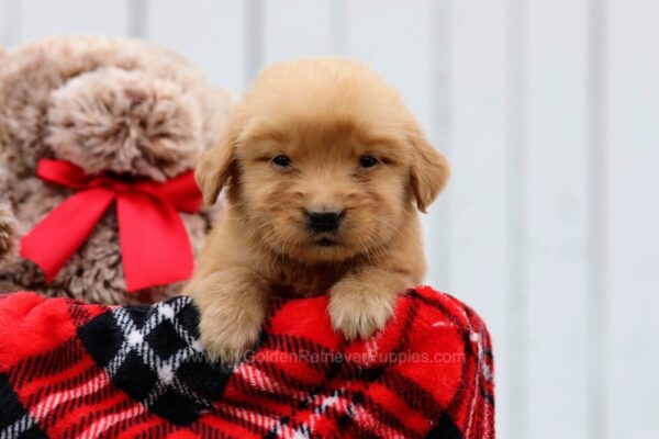 Image of Annie, a Golden Retriever puppy