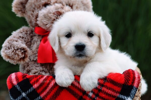 Image of Audrey, a Golden Retriever puppy