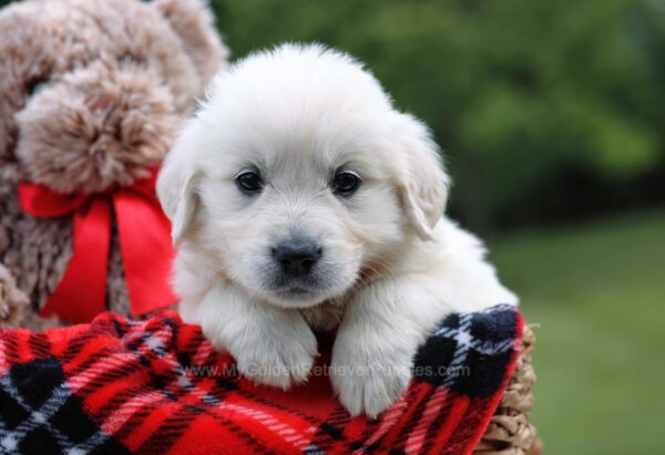 Image of Bella, a Golden Retriever puppy