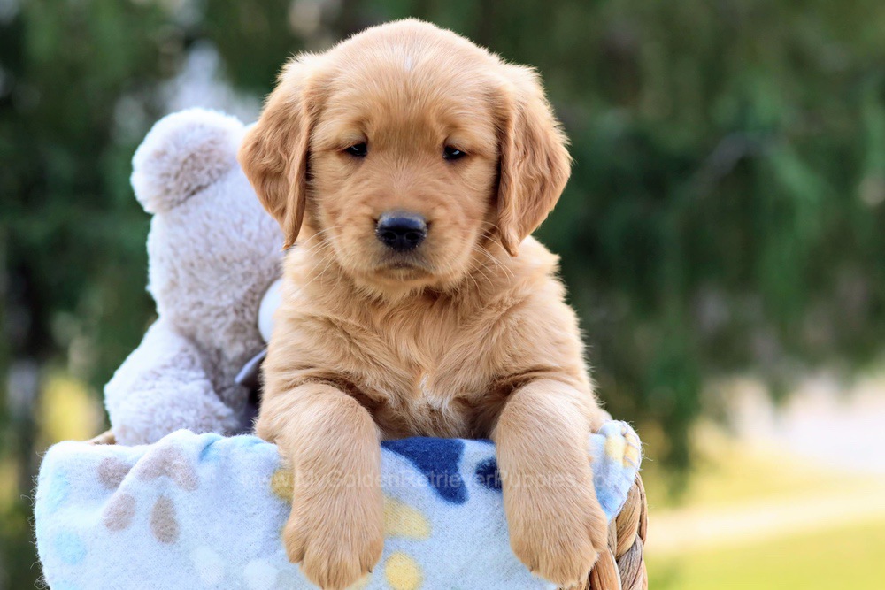 My Golden Retriever Puppies of Ohio