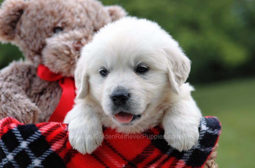 Bonnie - My Golden Retriever Puppies