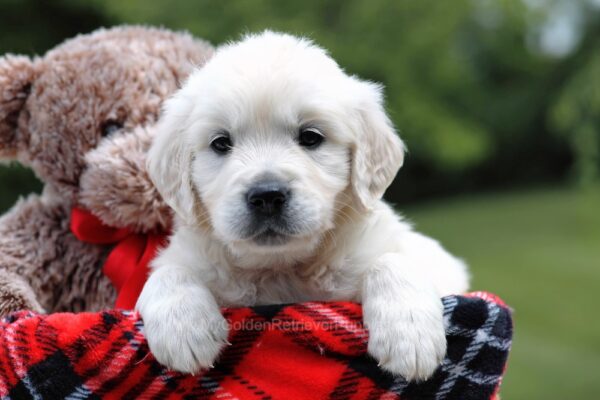 Image of Bubbles, a Golden Retriever puppy