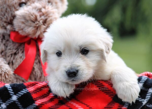 Image of Buttercup, a Golden Retriever puppy