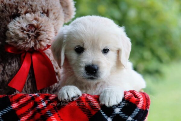 Image of Cheerio, a Golden Retriever puppy