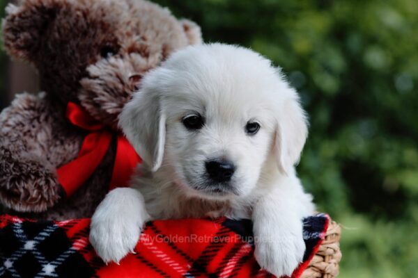 Image of Clifford, a Golden Retriever puppy