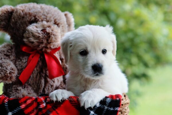 Image of Cora, a Golden Retriever puppy