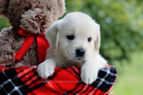 Image of Crystal, a Golden Retriever puppy