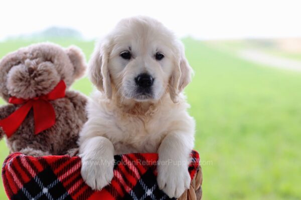 Image of Daphne, a Golden Retriever puppy