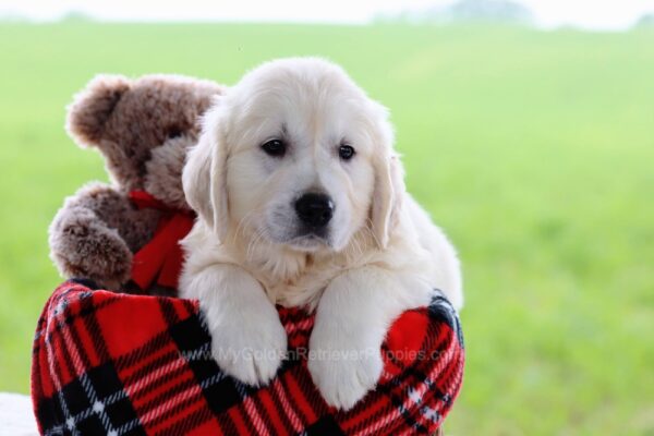 Image of Denver, a Golden Retriever puppy