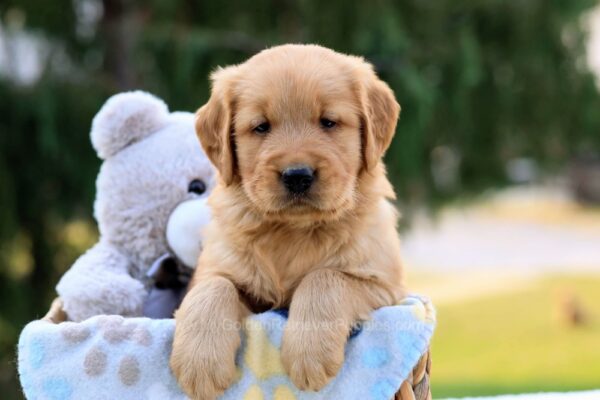 Image of Denver, a Golden Retriever puppy