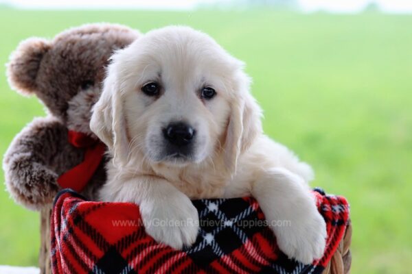 Image of Dusty, a Golden Retriever puppy