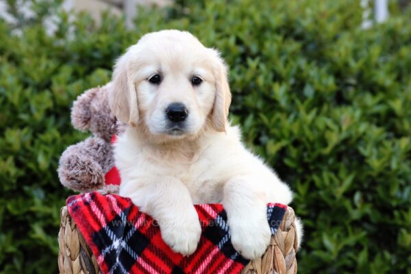 Image of Harper, a Golden Retriever puppy