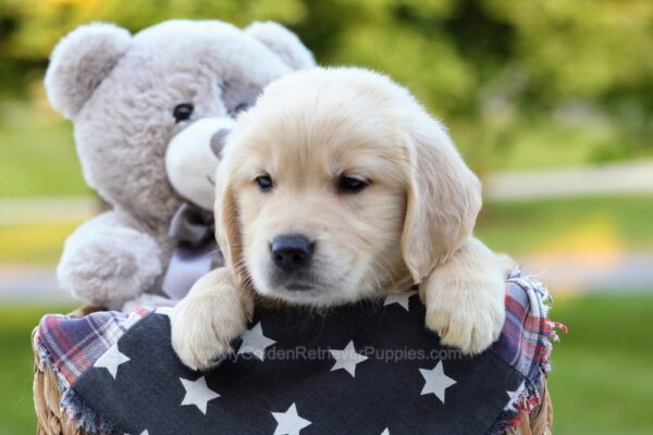 Image of Kelcy, a Golden Retriever puppy