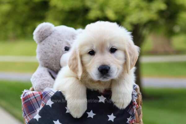 Image of Knox, a Golden Retriever puppy