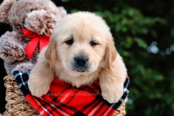 Image of Ollie, a Golden Retriever puppy