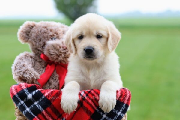 Image of Rose, a Golden Retriever puppy