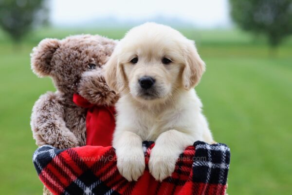 Image of Ruby, a Golden Retriever puppy