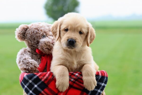 Image of Rusty, a Golden Retriever puppy