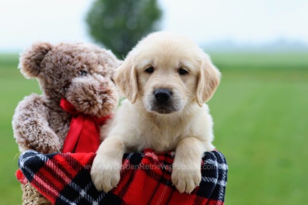 Image of Ryder, a Golden Retriever puppy