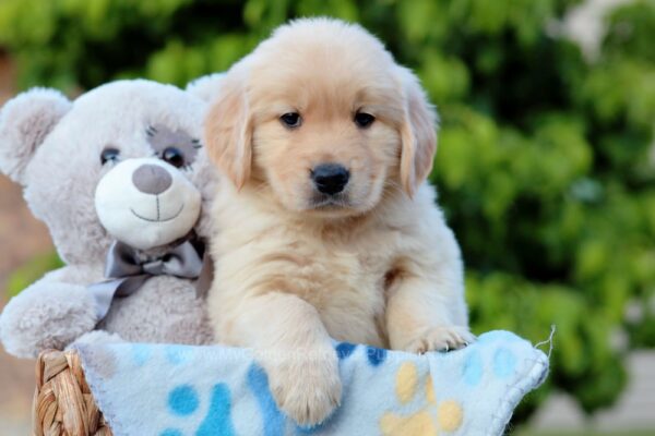 Image of Stanley, a Golden Retriever puppy