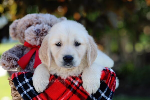 Image of Wyatt, a Golden Retriever puppy