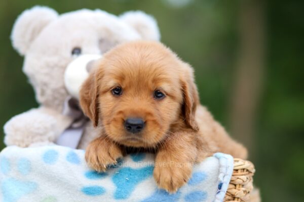 Image of Allison, a Golden Retriever puppy