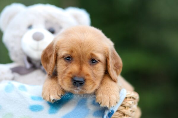 Image of Angela, a Golden Retriever puppy