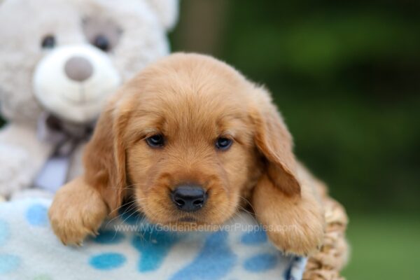 Image of Arlo, a Golden Retriever puppy