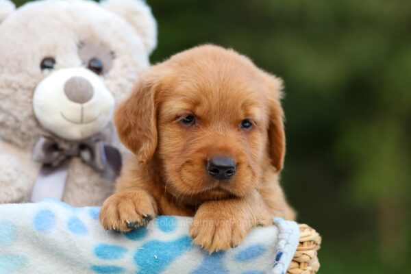 Image of Arthur, a Golden Retriever puppy