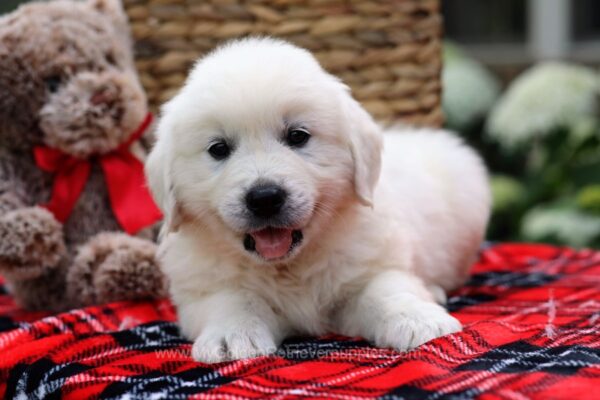 Image of Eagle, a Golden Retriever puppy