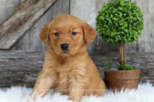 Image of Fawn, a Golden Retriever puppy