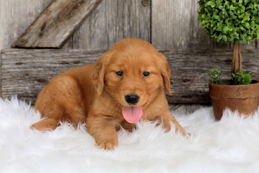 Freddie - My Golden Retriever Puppies