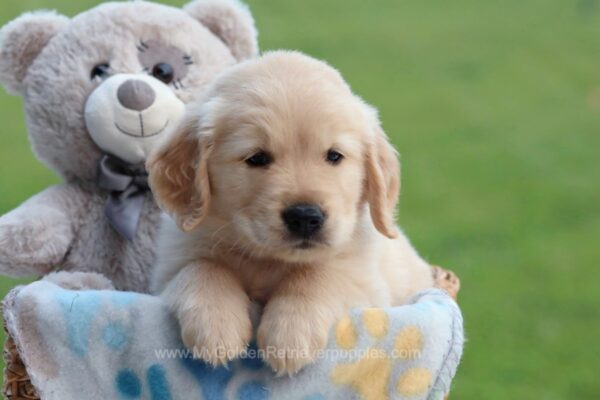 Image of Gavin, a Golden Retriever puppy