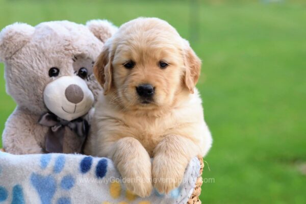 Image of Haven, a Golden Retriever puppy