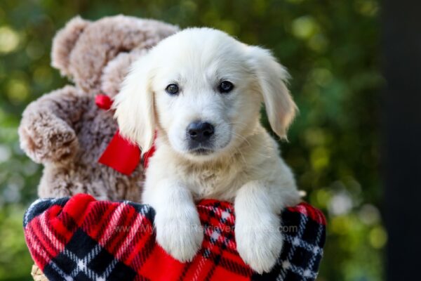 Image of Lane, a Golden Retriever puppy