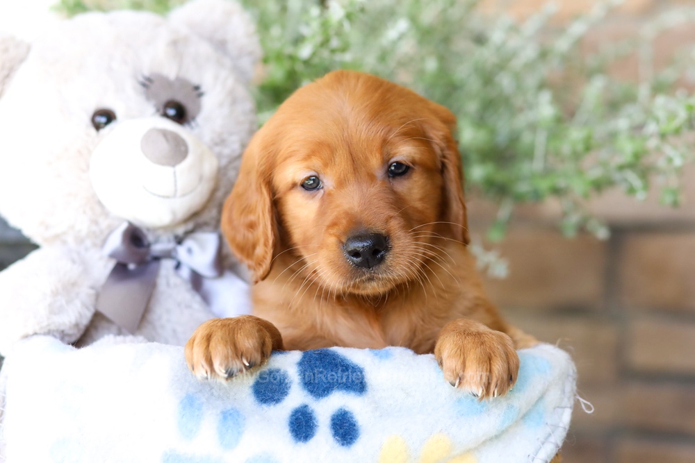 Laurel - My Golden Retriever Puppies