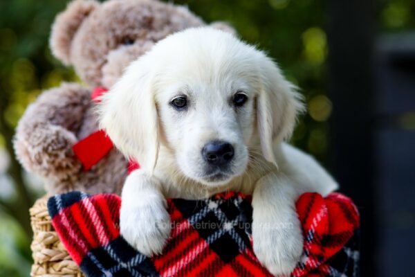 Image of Lemon, a Golden Retriever puppy