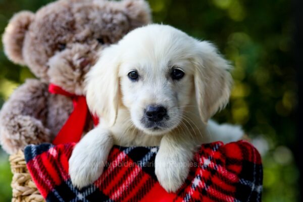 Image of Lucky, a Golden Retriever puppy