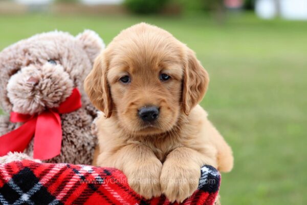 Image of Luigi, a Golden Retriever puppy