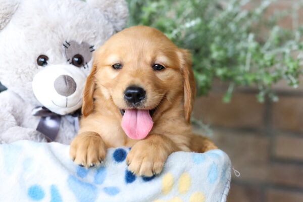 Image of Lulu, a Golden Retriever puppy