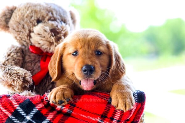 Image of Natalie, a Golden Retriever puppy