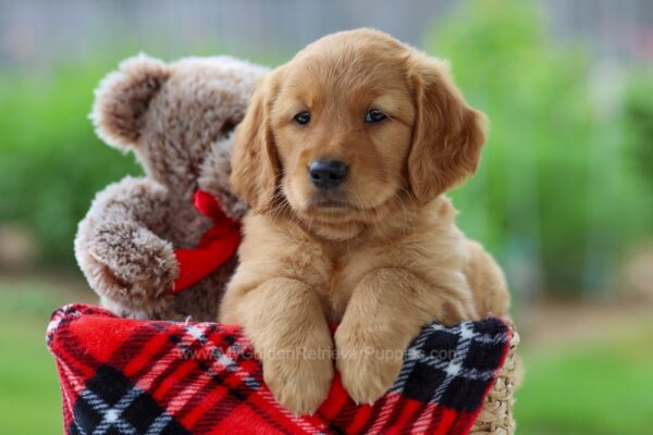 Image of Nina, a Golden Retriever puppy