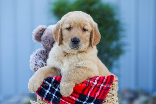 Image of Nugget, a Golden Retriever puppy