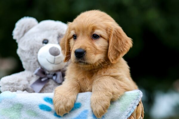 Image of Ocean, a Golden Retriever puppy