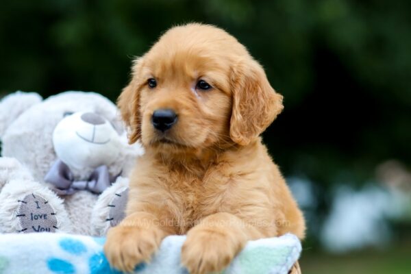 Image of Olaf, a Golden Retriever puppy