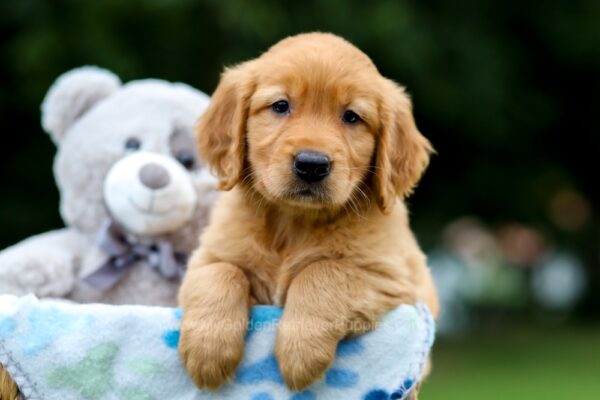 Image of Olive, a Golden Retriever puppy