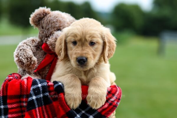 Image of Petey, a Golden Retriever puppy