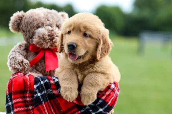 Image of Poppy, a Golden Retriever puppy